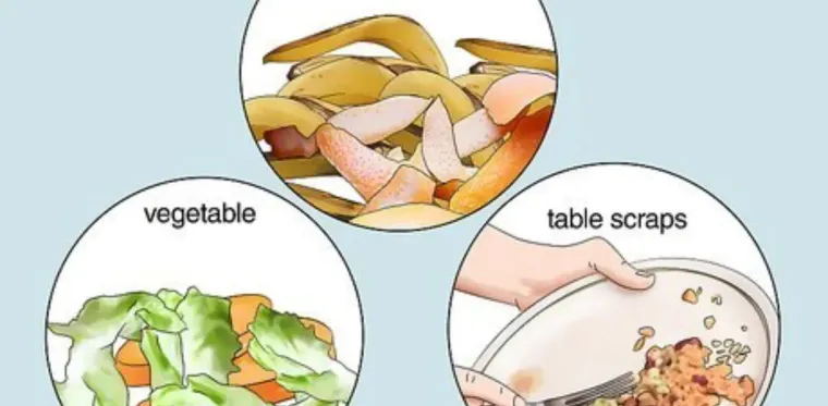 How to Properly Dispose of Biodegradable Trash at Home