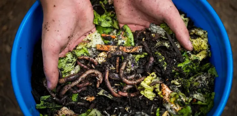 Vermicomposting